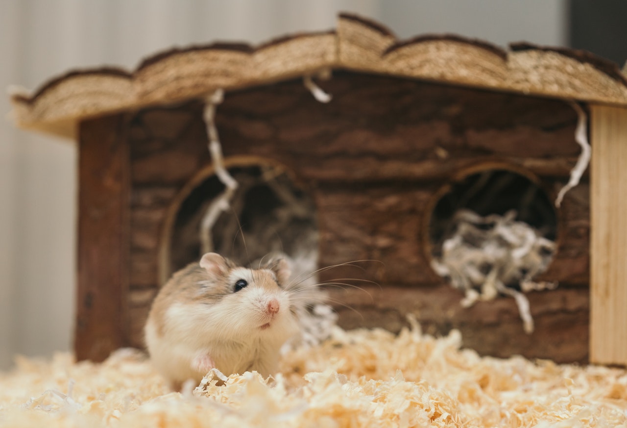 hamster doré devant sa cachette