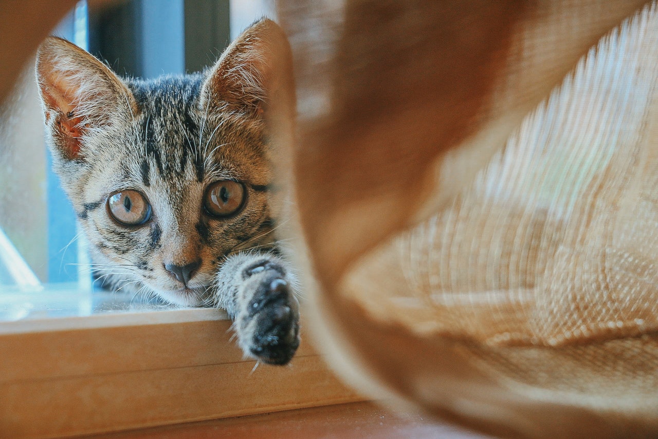 Munchkin, un chat aux pattes courtes au bord de la fenêtre