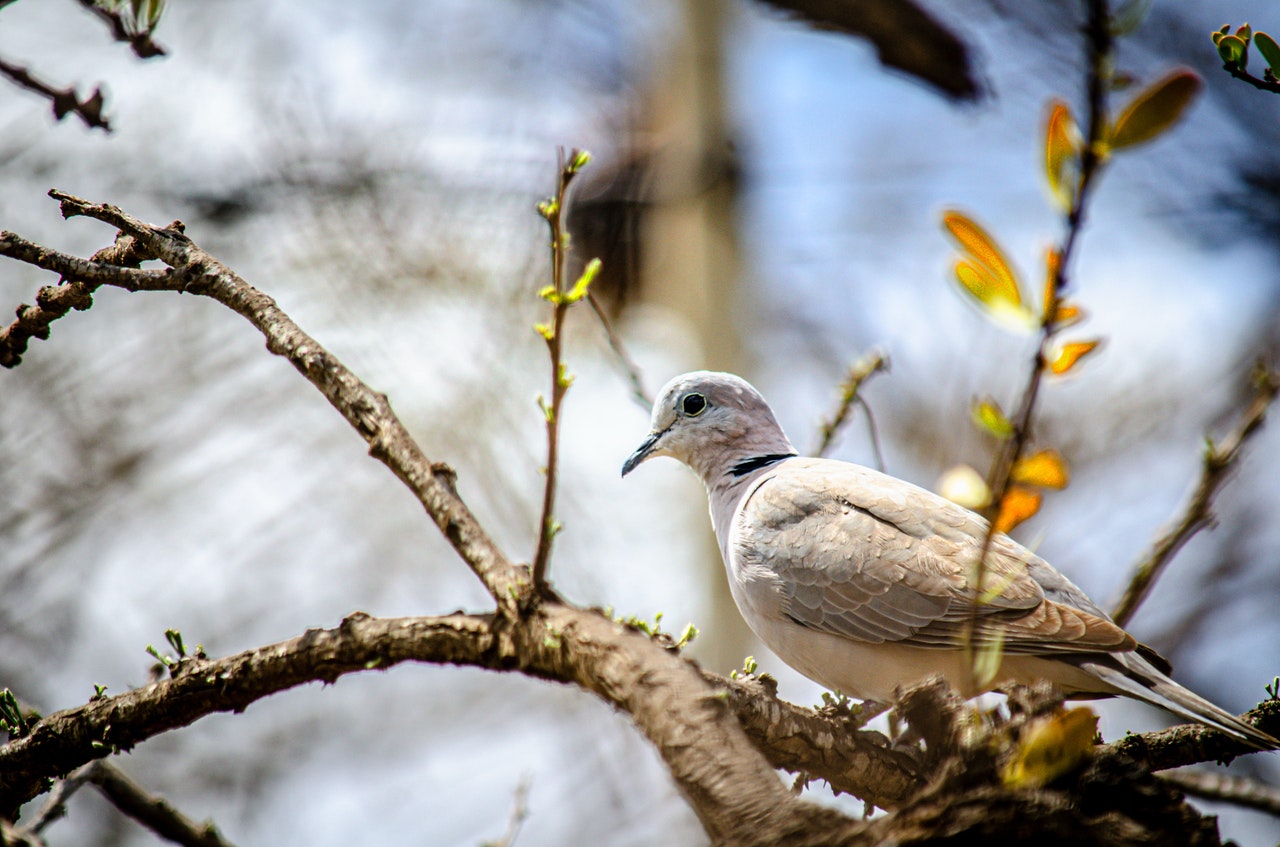 Maladies des pigeons - savez-vous de quoi nos pigeons peuvent souffrir ?