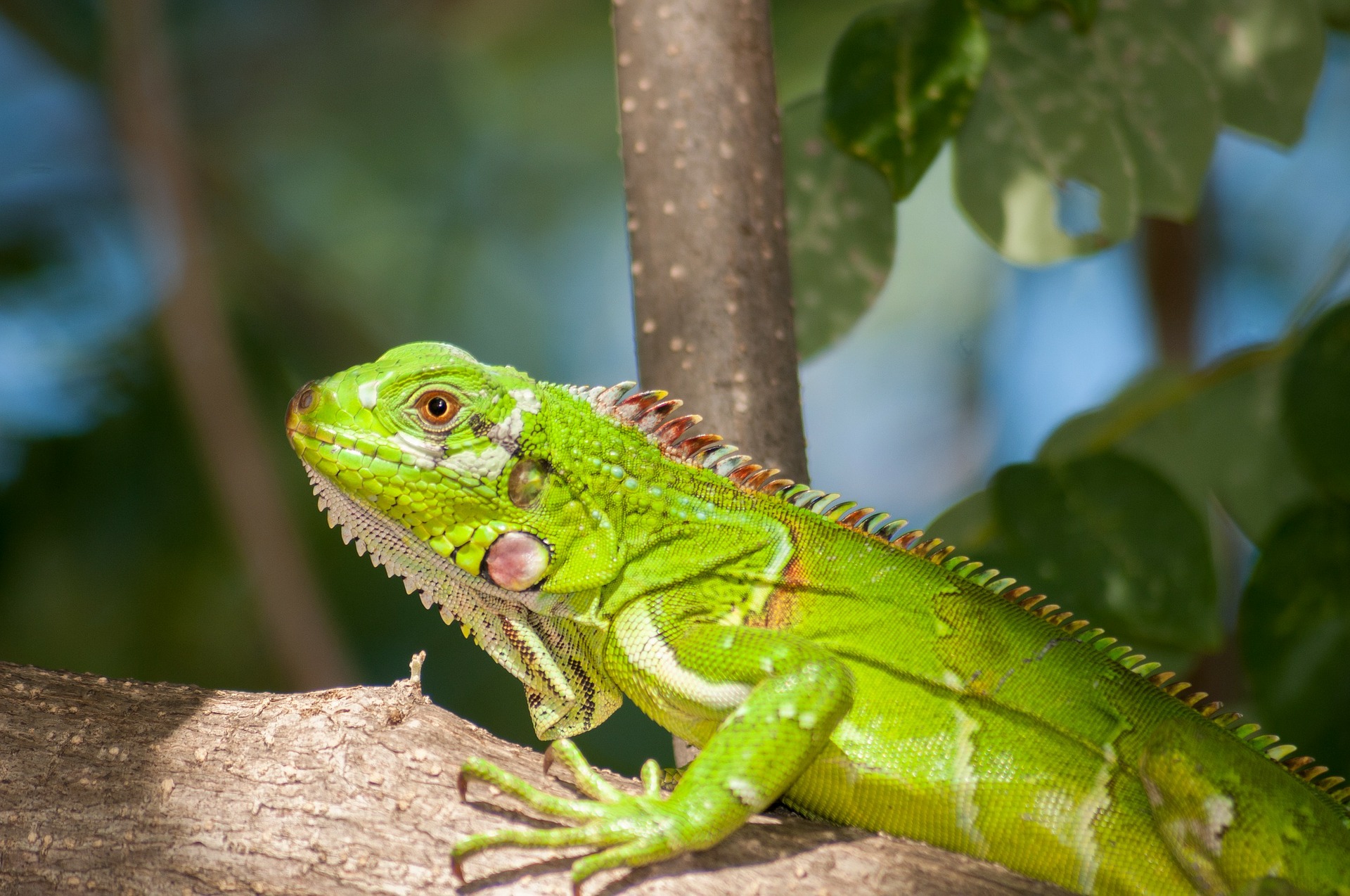 Les iguanes - surtout les iguanes verts - font partie des lézards populaires élevés à la maison.