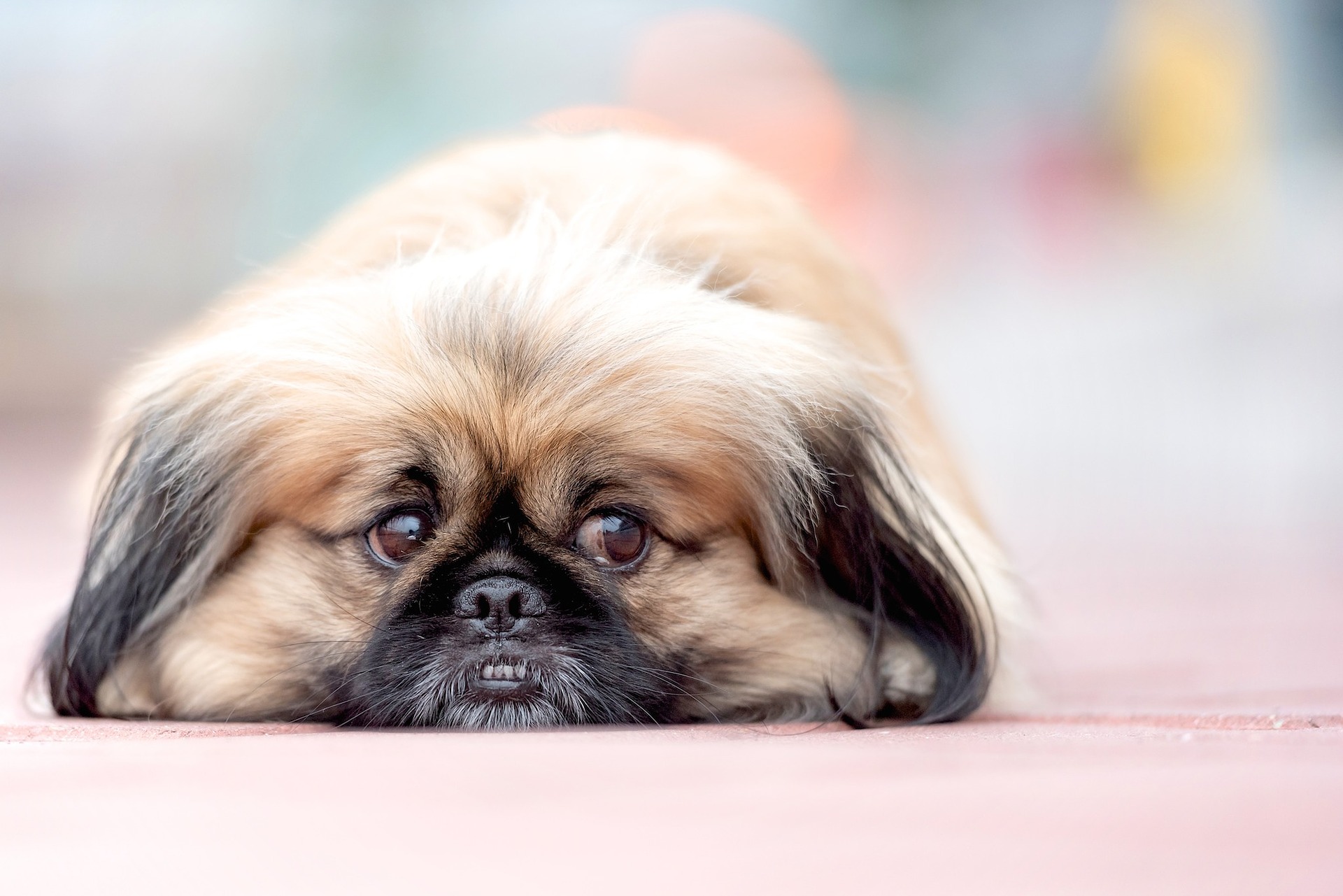 Le Pékinois appartient aux races de chiens brachycéphales.