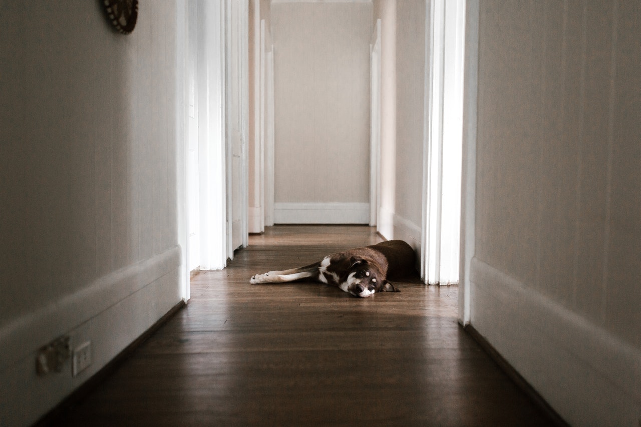 un chien allongé dans son couloir