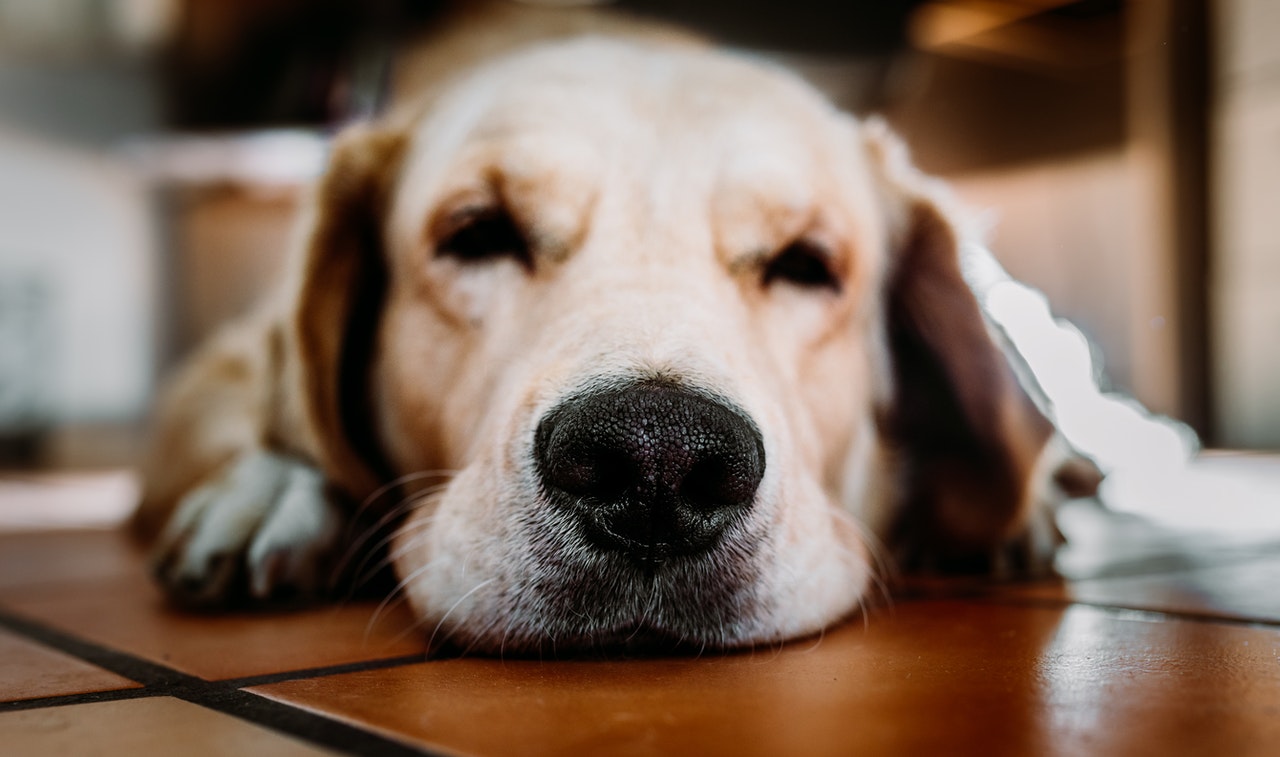 Le nez du chien - sec, chaud, froid, humide ? Que dit-il de la santé de votre chien ?