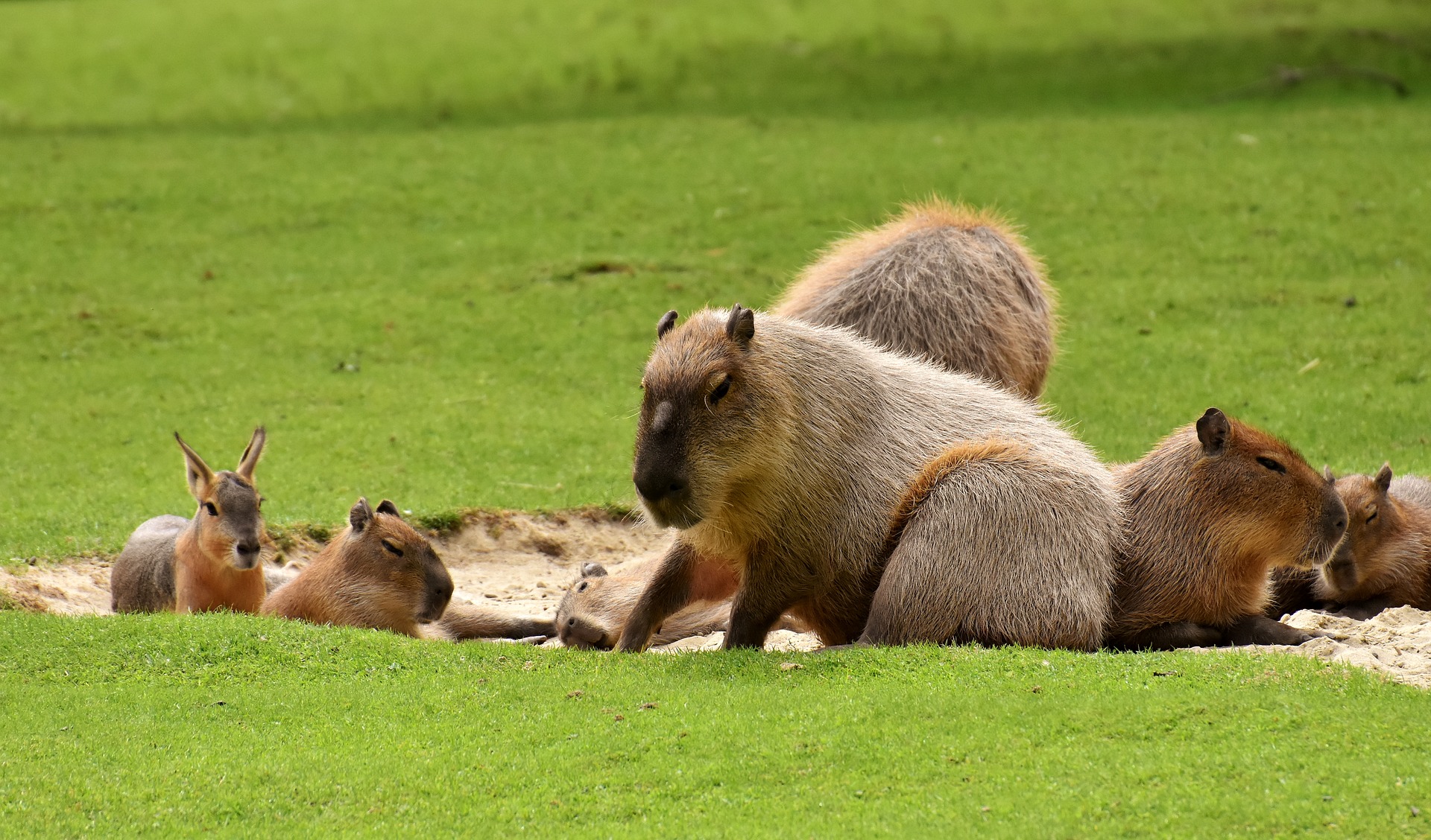 Le capybara est intelligent et peut être apprivoisé.