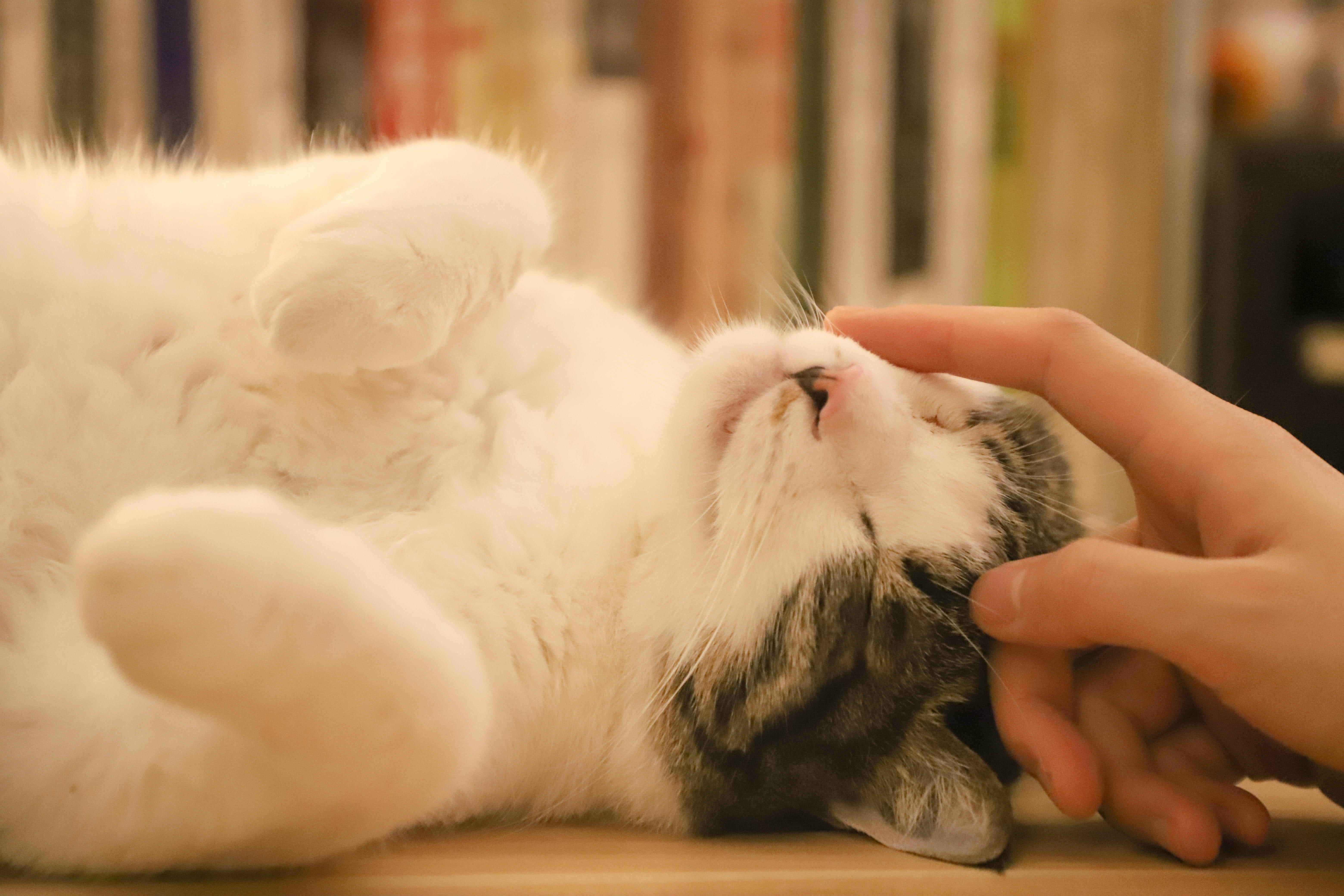Felinotherapie - à quoi ressemble un traitement avec participation du chat ?