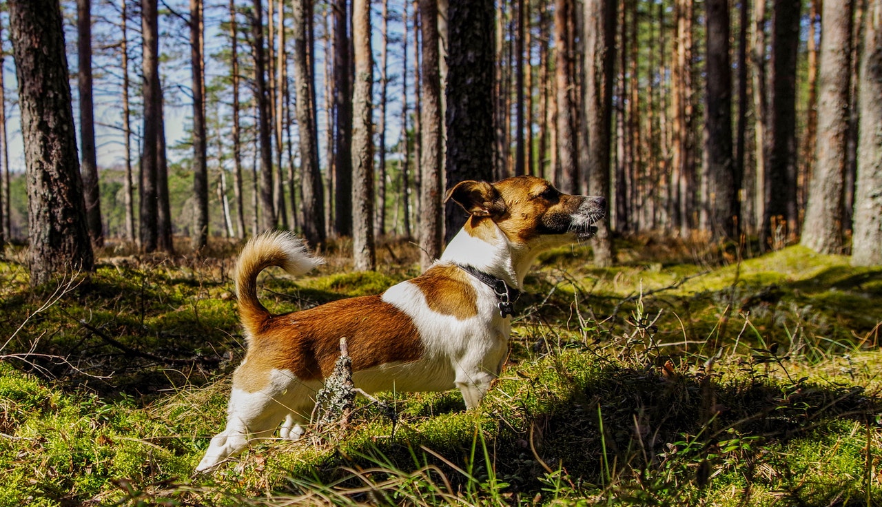Jack Russell Terrier dans la forêt.