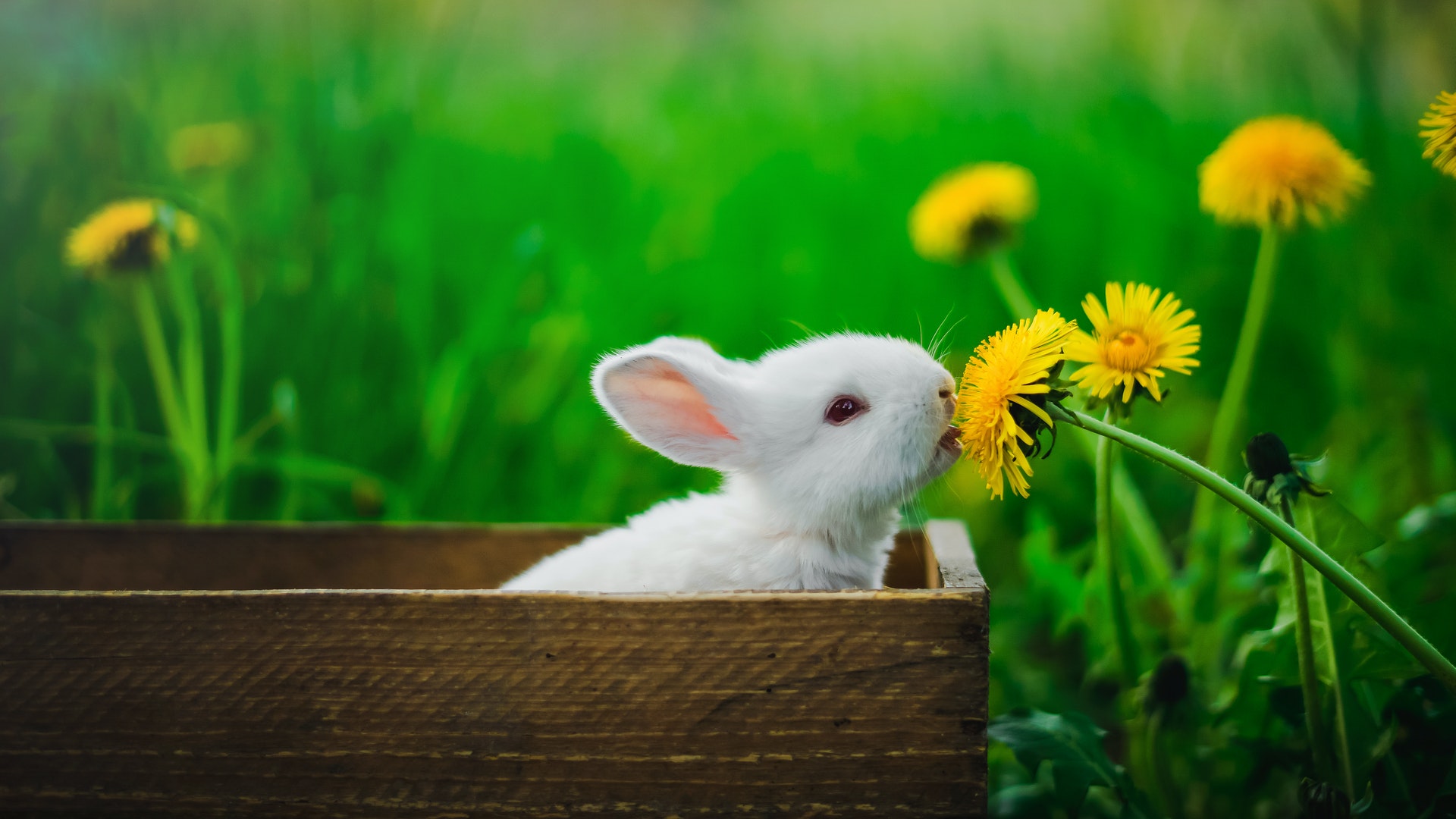 un lapin qui sent une fleur