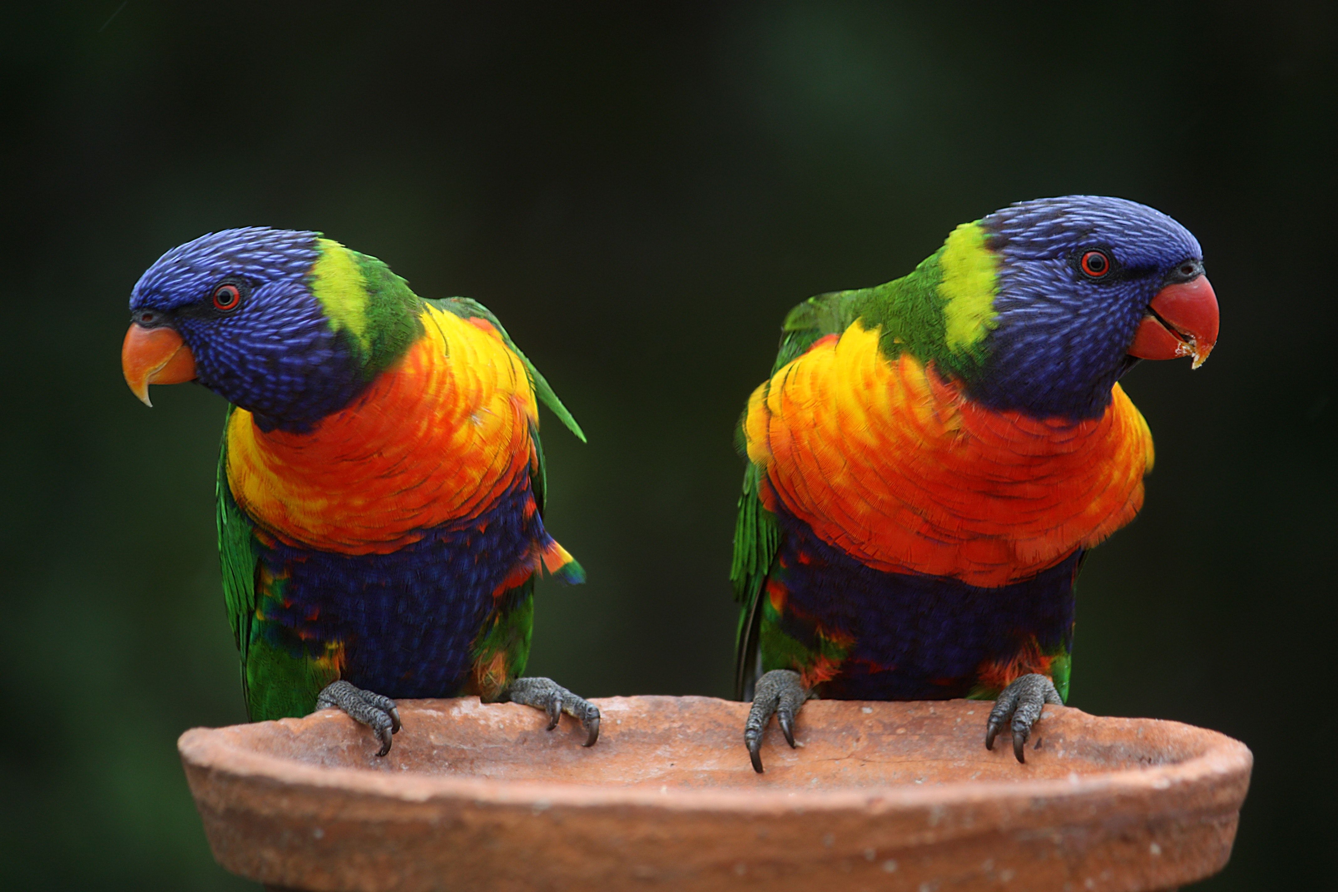 Une belle coloration est l'un des plus grands atouts des perroquets. Les couleurs exotiques enthousiasment tout le monde.