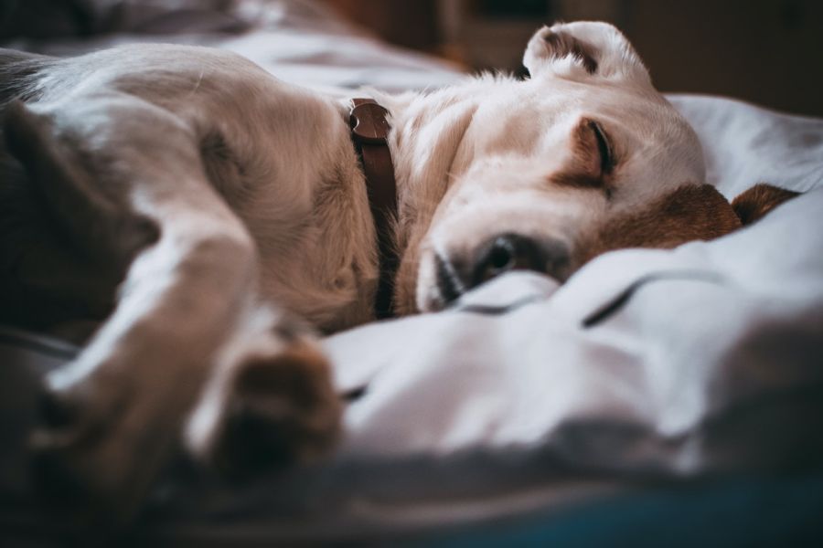 Un chien léthargique dort souvent et est réticent à réagir aux stimuli extérieurs.