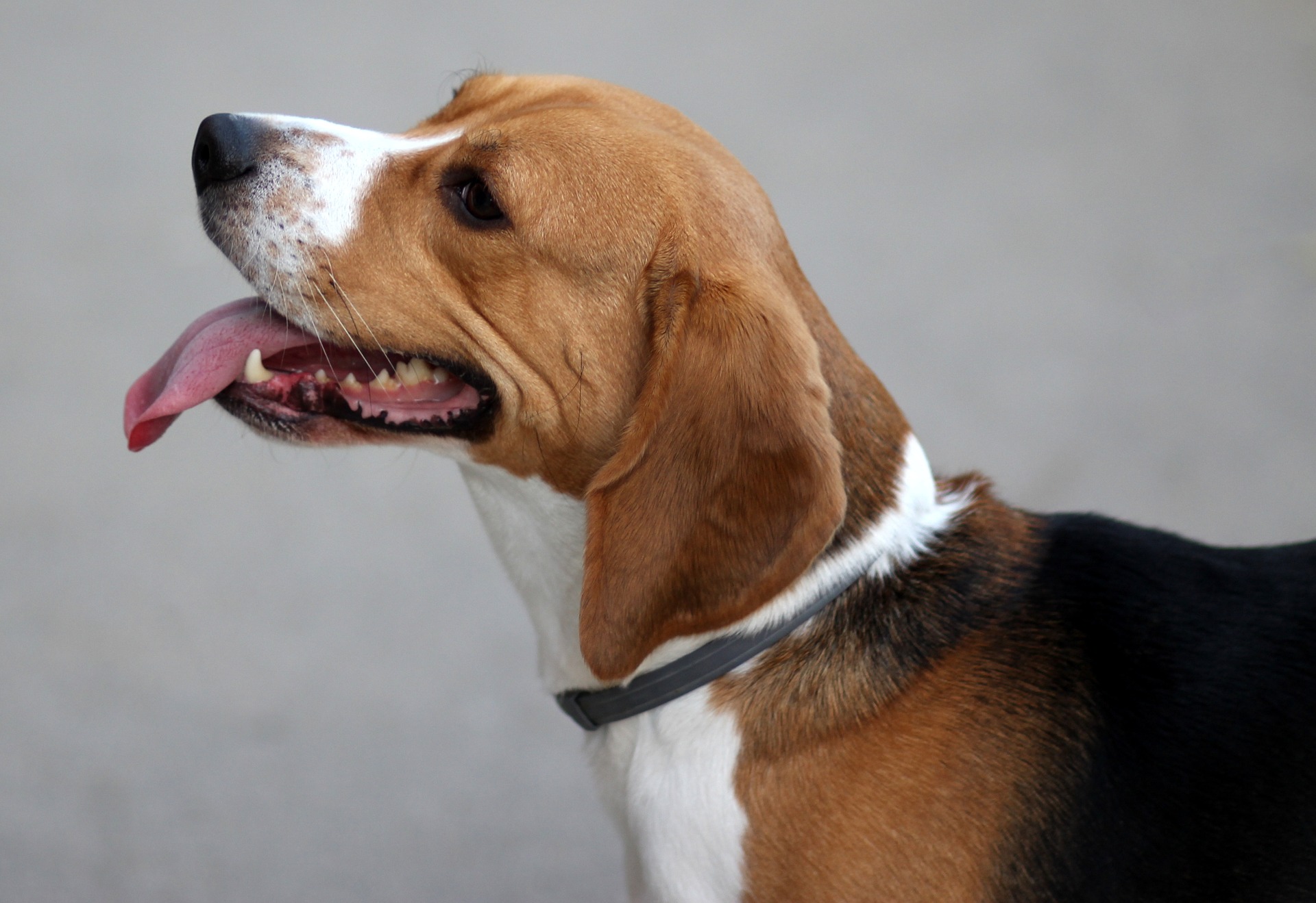 Très vif et enjoué, le beagle a tendance à s'enfuir s'il sent quelque chose d'intéressant. C'est une race qui demande beaucoup d'engagement de la part de la personne qui s'en occupe.