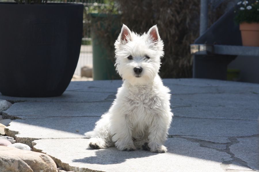 Chien blanc - west highland terrier