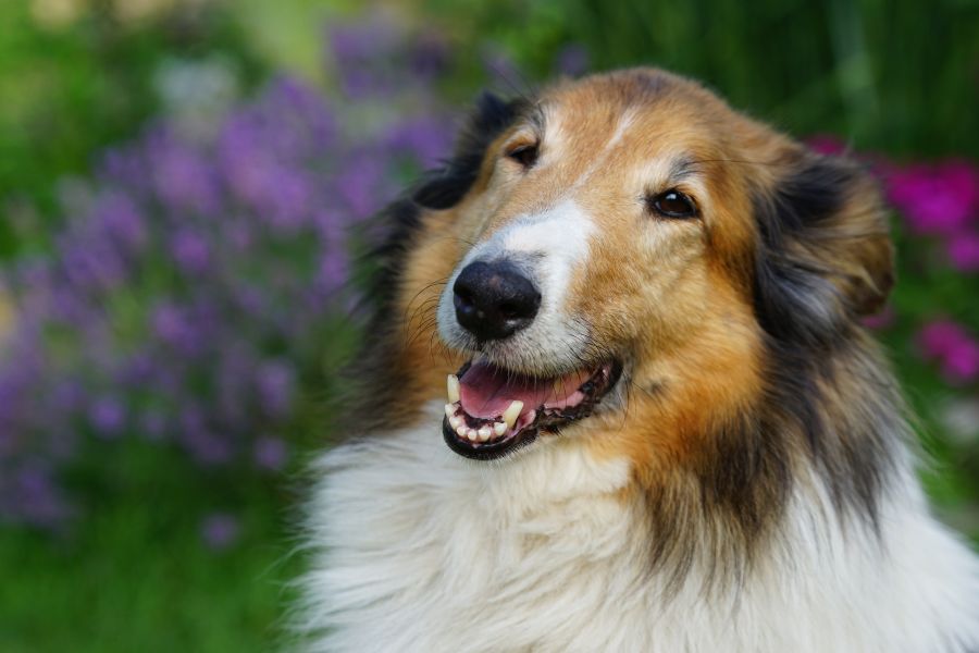 Le chien de berger écossais a les yeux légèrement bridés et un large sourire, ce qui lui a valu le nom de chien toujours souriant.