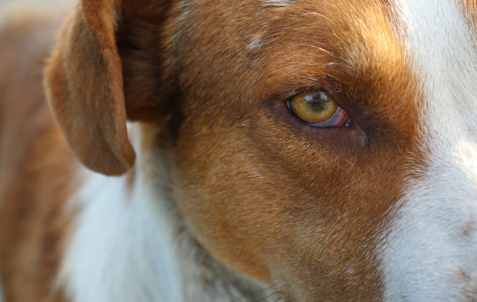 Une irritation de l'œil de chien, de la troisième paupière et du blanc de l'œil rouge est visible.