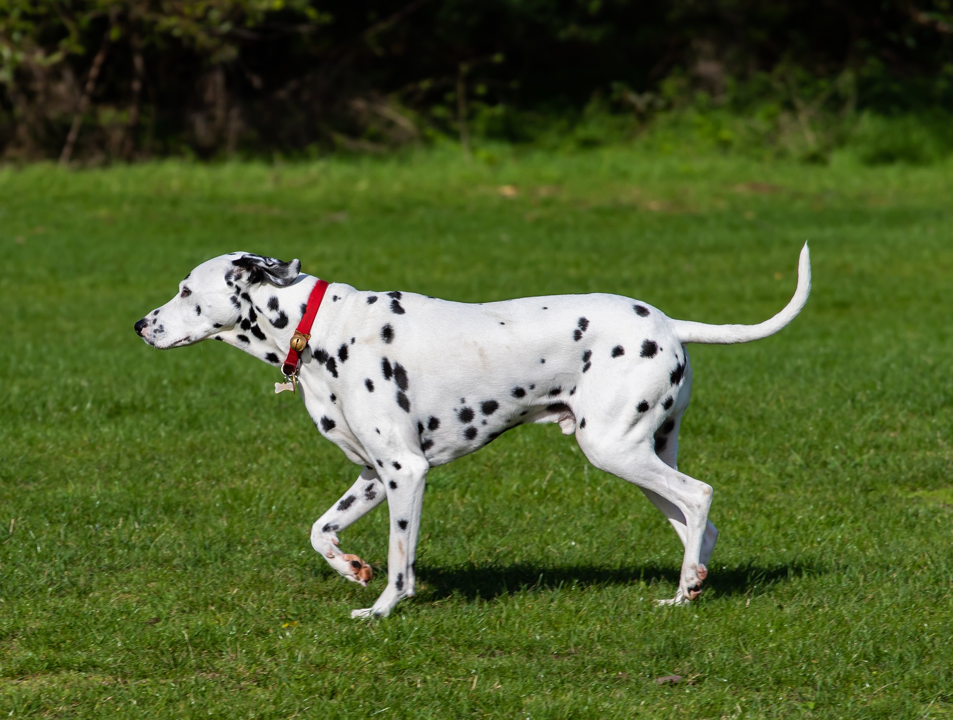 Le dalmatien est un chien de taille moyenne. Il est intéressant de noter qu'il existe également des dalmatiens dont la robe de base est brune.