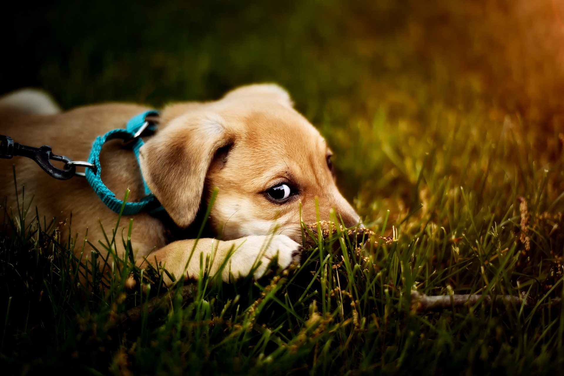 Les vomissements chez un chien doivent toujours être le signe d'une surveillance accrue de son comportement et de son état de santé. Dans le cas des chiots et des chiens âgés, une visite immédiate chez le vétérinaire s'impose.