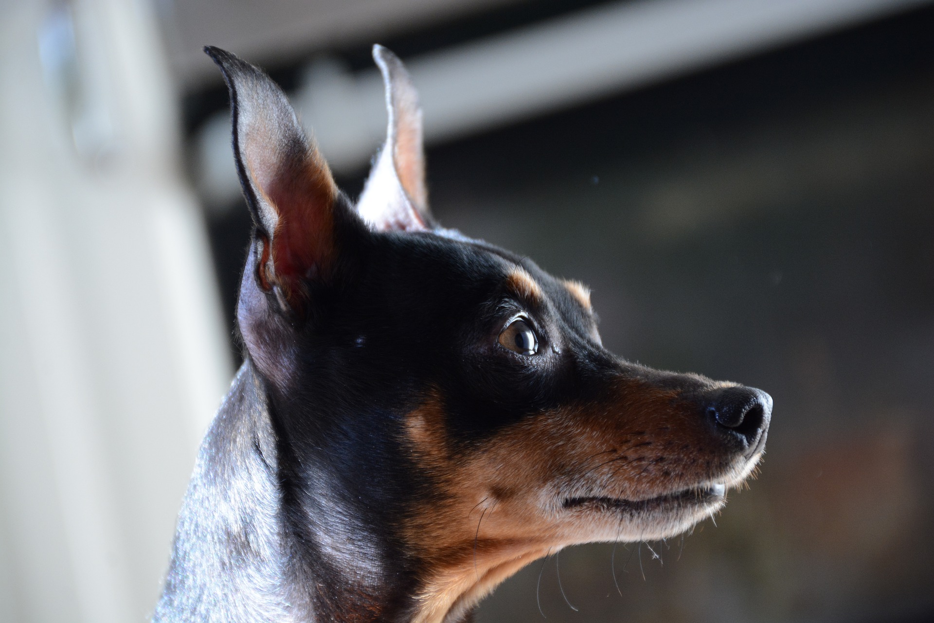 Le Pinscher nain est un chien de garde idéal ; il est toujours en alerte et fait du bruit quand il le faut.