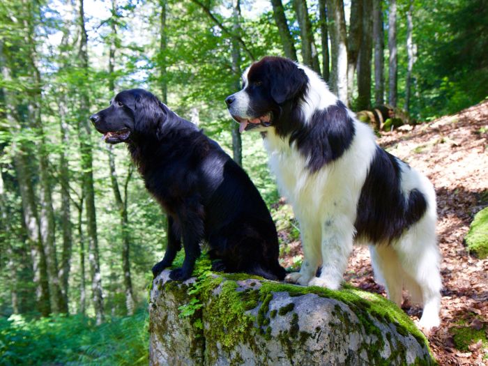 Deux landseers dans les bois.
