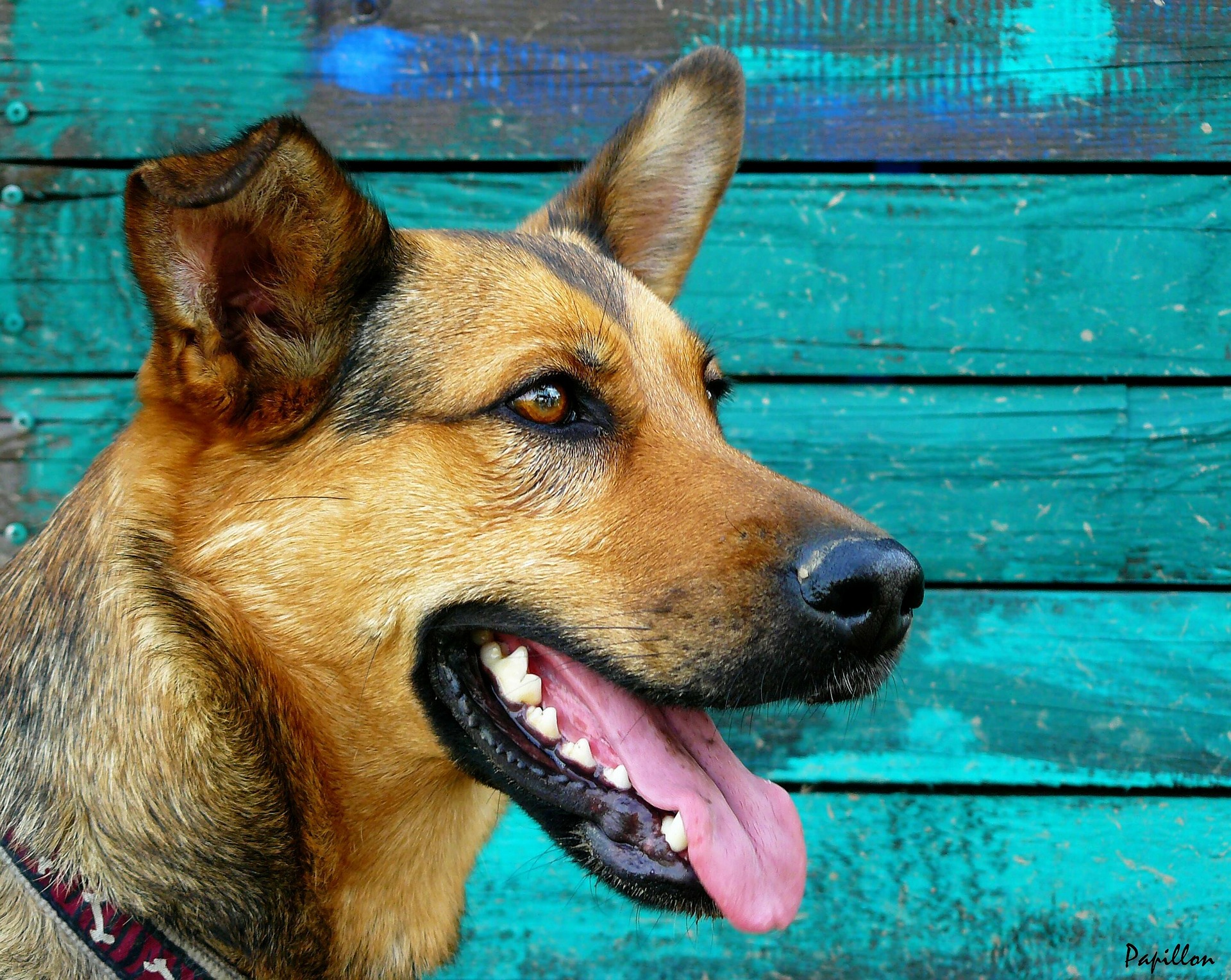 Chez les chiens, les dents non traitées peuvent rapidement se couvrir de tartre. S'il n'est pas traité, il provoque une gêne, une douleur, une mauvaise haleine et rend l'alimentation du chien difficile.