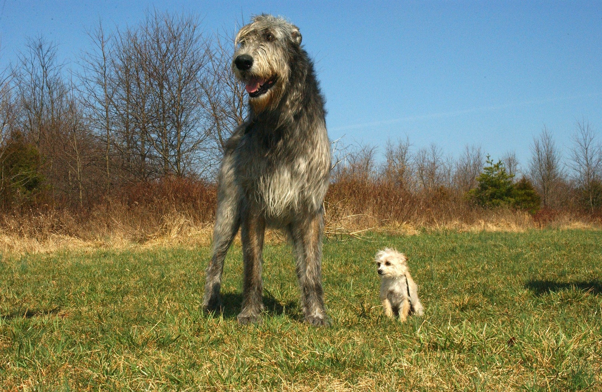 Le chien-loup irlandais est le plus grand des chiens. Sa hauteur minimale au garrot est de 79 cm et il n'y a pas de limite supérieure.