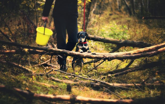 Un chien avec son maître lors d'une chasse aux champignons.