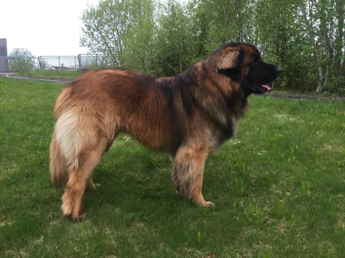 Le sarplaninac se tient de côté sur l'herbe. Le Sarplaninac est un grand chien avec une bosse fortement marquée sur le dos.