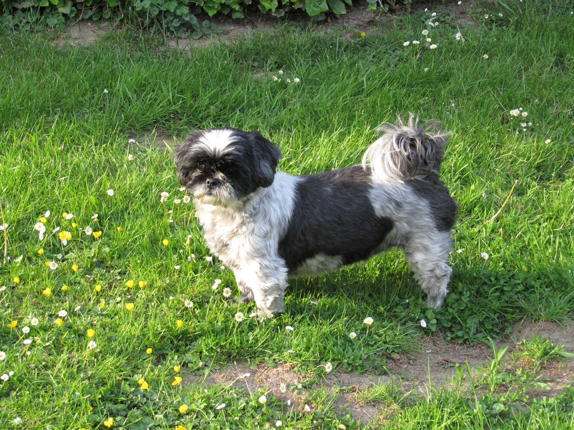 Le shih tzu fait partie des chiens de petite taille au pelage long et dense. En raison de la structure de leur crâne, ils sont très sujets à l'accumulation de tartre, aux problèmes de canaux lacrymaux et aux difficultés respiratoires.