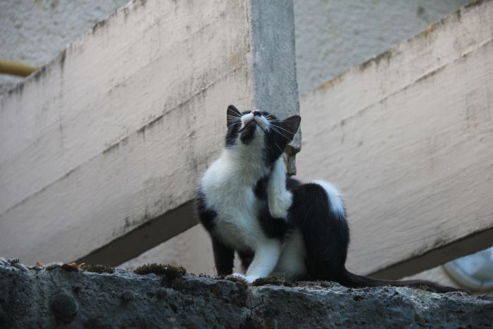 Un chat sur un muret