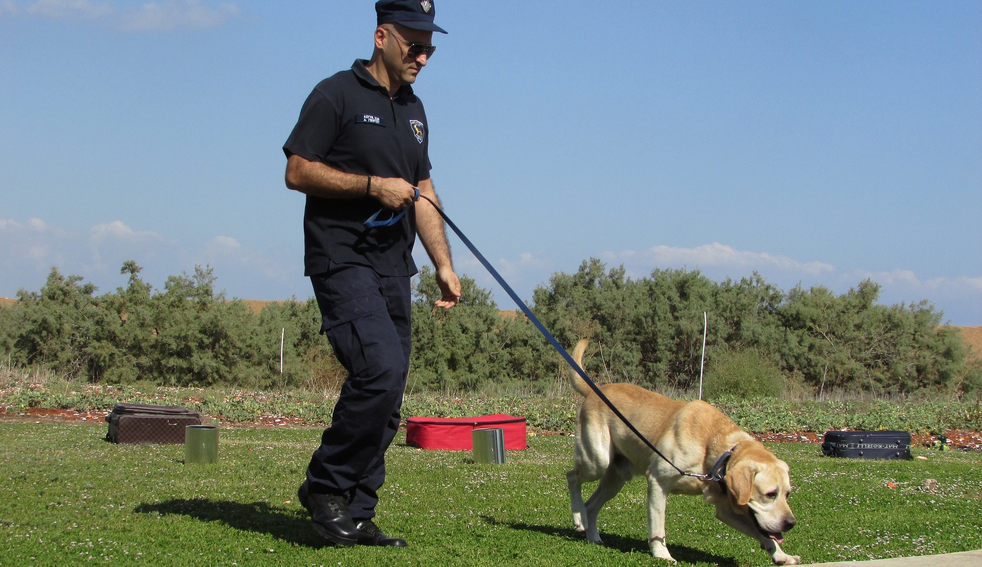 Un chien policier est formé dès l'enfance à certaines activités. Certaines races, comme le berger allemand, sont prédisposées au travail de service.