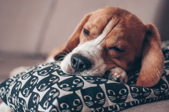 Un Beagle dort sur les draps.