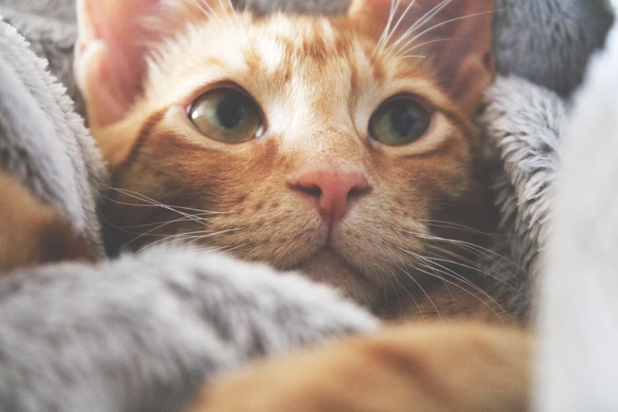 Un chat souffrant de constipation peut se montrer méchant, se cacher et éviter tout contact.