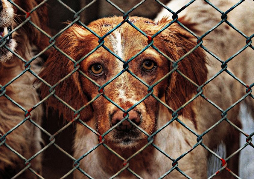 Un chien derrière les barreaux d'un refuge