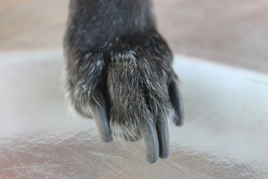 Des griffes trop longues chez votre chien. Elles sont source d'inconfort et, à long terme, peuvent entraîner une boiterie, une dégénérescence des articulations, voire des fractures des orteils.