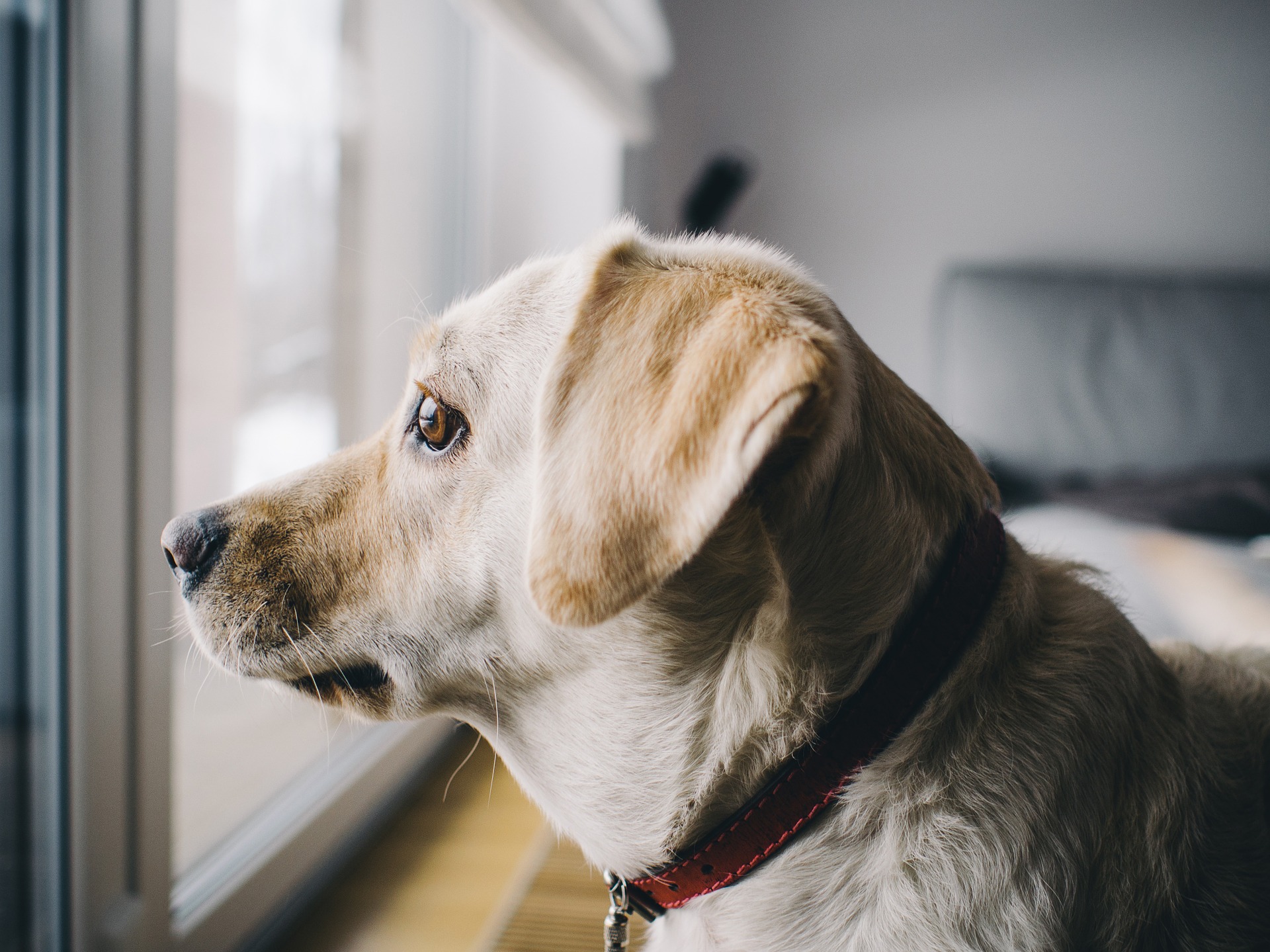 L'anxiété de séparation touche le plus souvent les chiens dès l'adolescence. Il est important d'apprendre à votre chien à rester seul à la maison dès l'enfance.