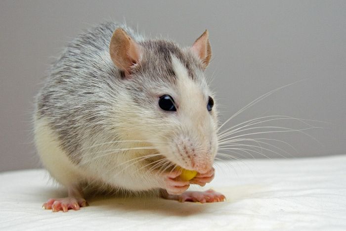 Un rat croque un grain de maïs.
