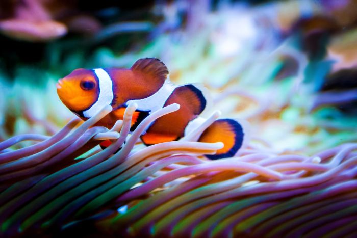 Poisson Nemo dans un aquarium marin