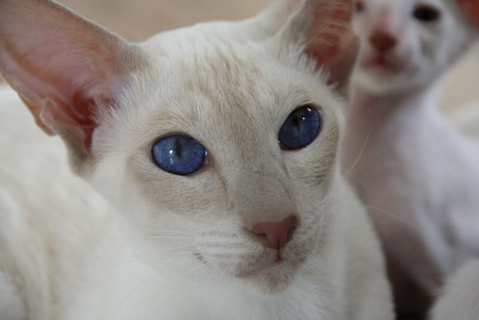 Chat peterbald aux yeux bleus