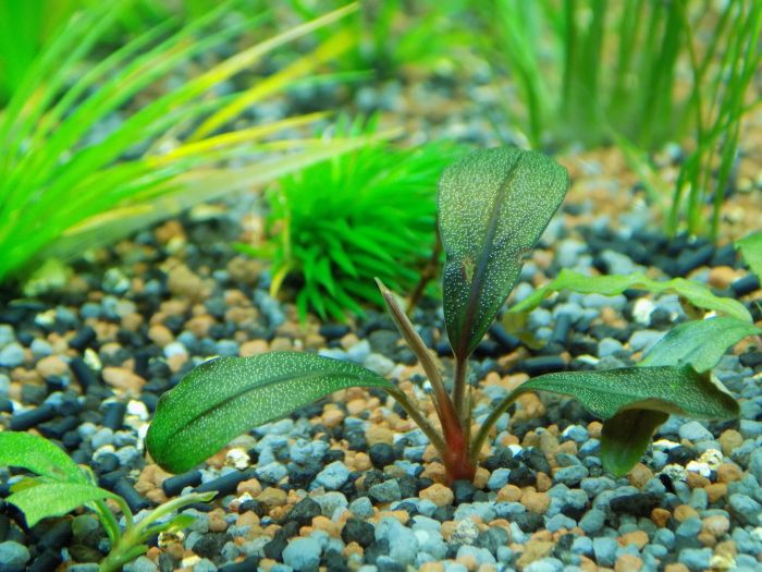 Plantes d'aquarium placées dans un substrat de gravier.