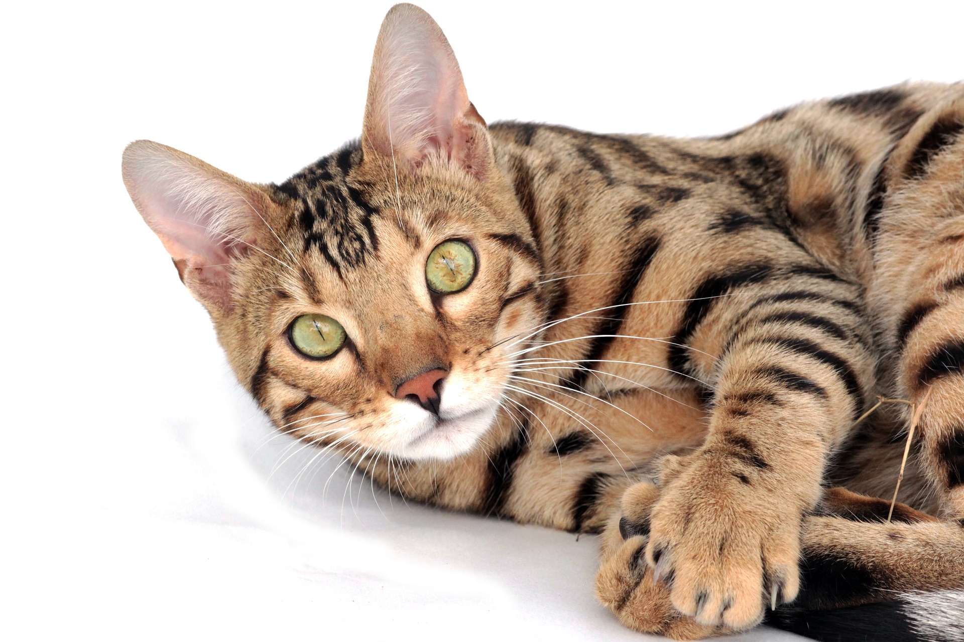 En tant que race de chat de grande taille, les chats du Bengale ont besoin d'un grand griffoir et d'une alimentation appropriée, riche en protéines animales.