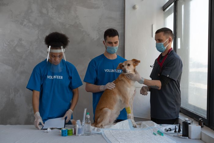 Les vétérinaires prélèvent le sang du chien.