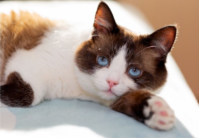 Un chat Snowshoe aux yeux bleus et au visage blanc.