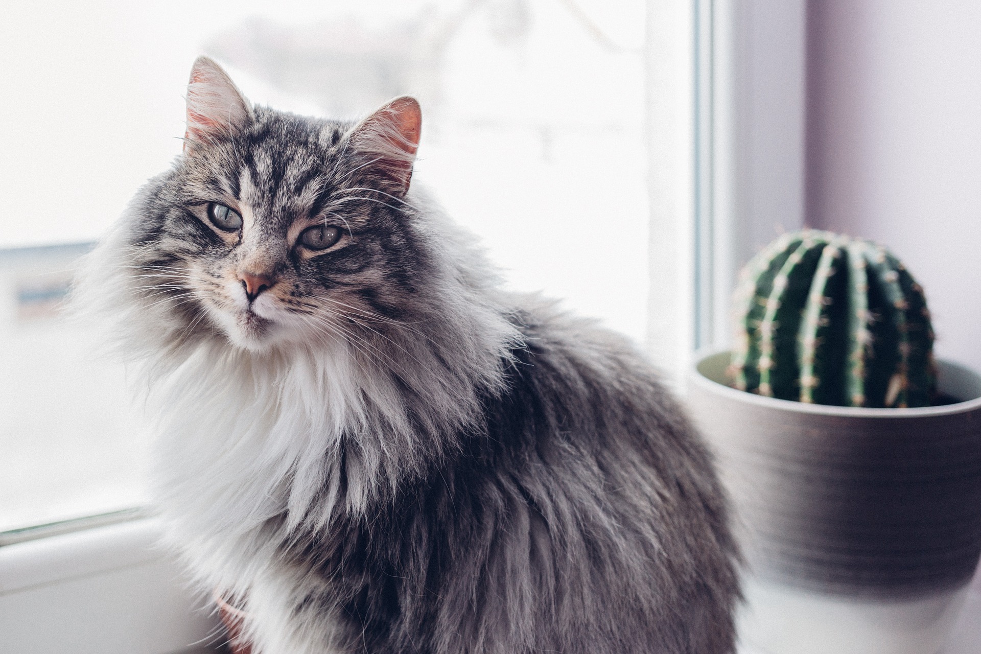 chat au bord d'une fenêtre