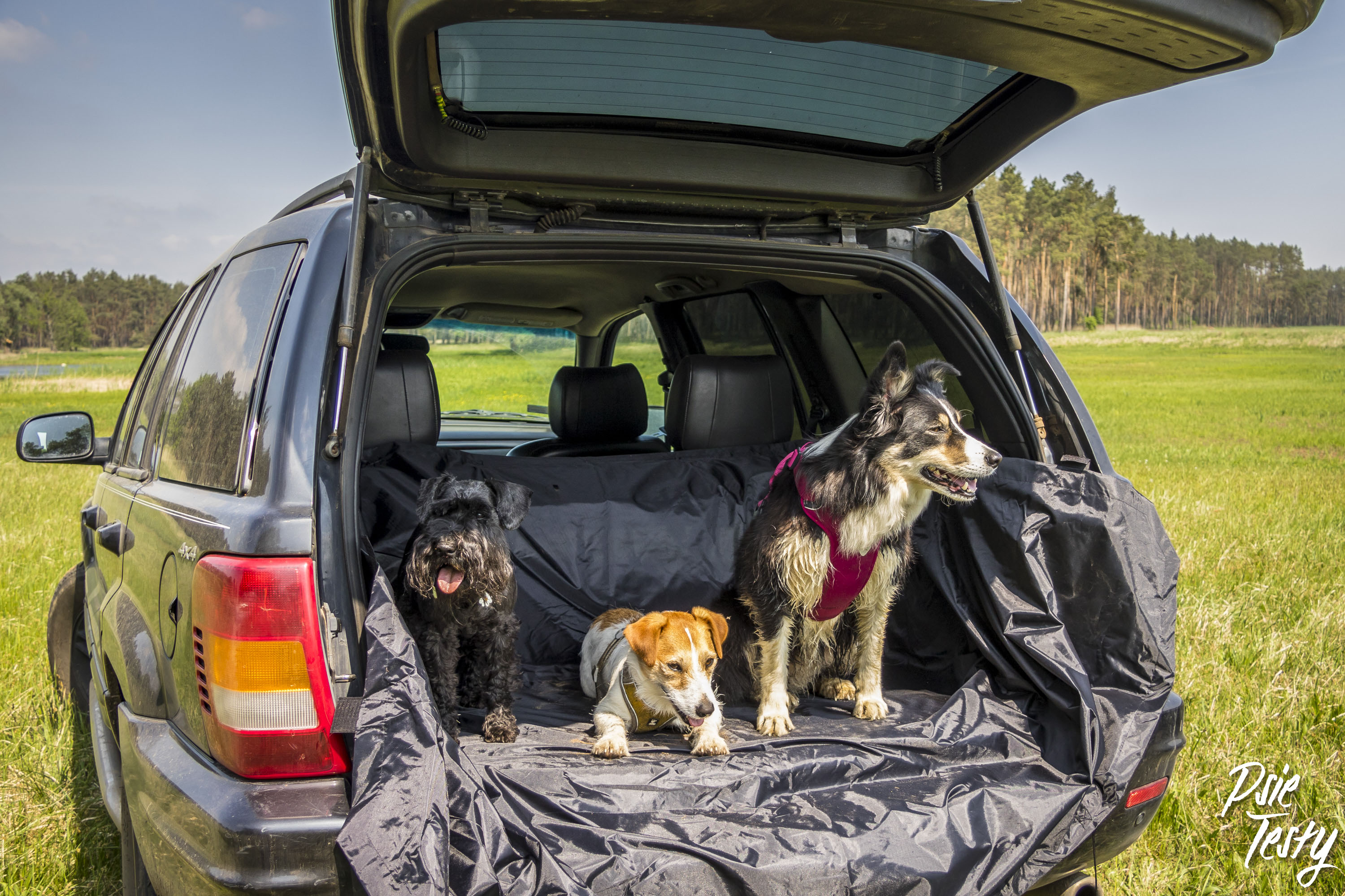 trois chiens dans le coffre d'une voiture