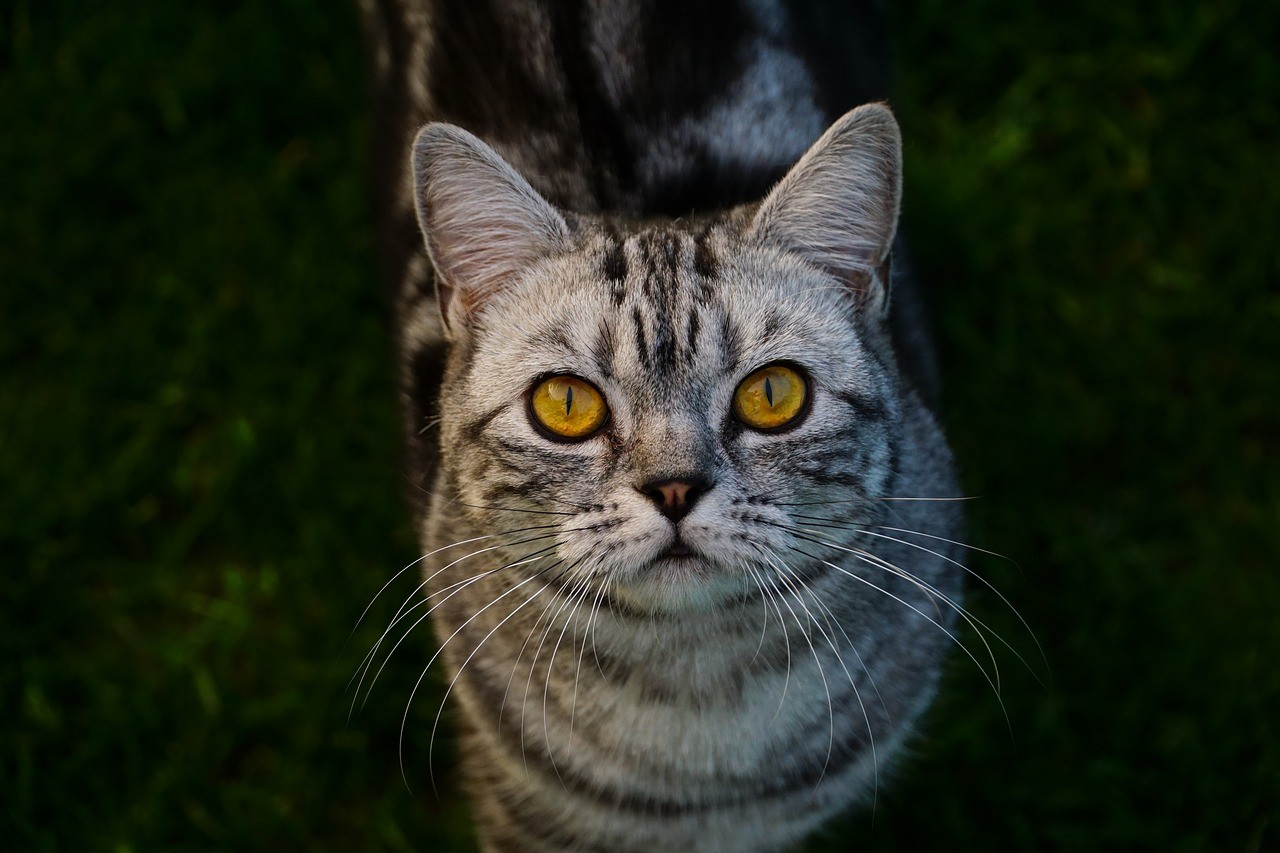 Encyclopédie des chats : Chat britannique à poil court