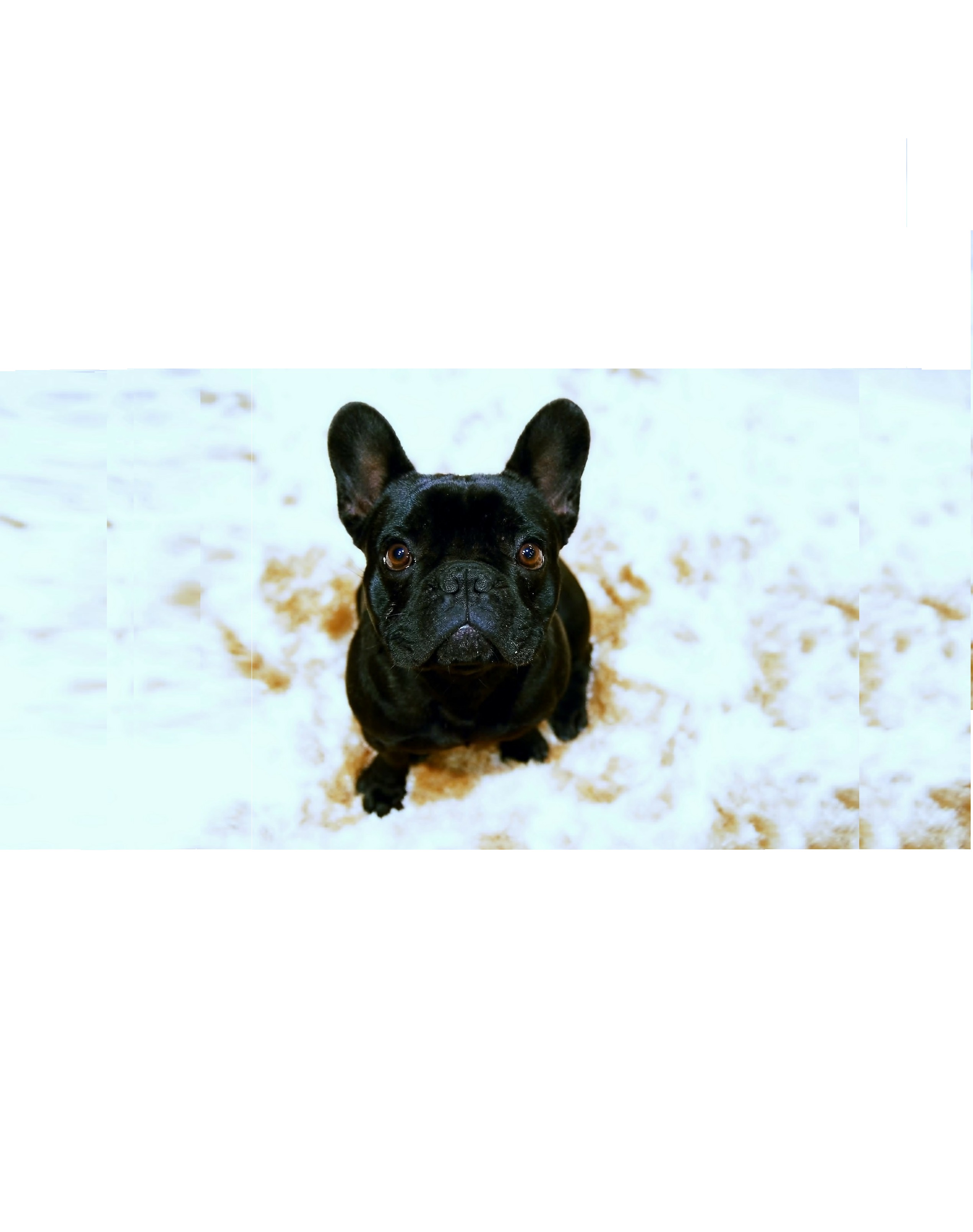 Bouledogue français (French Bulldog) - Caractéristiques, soins, santé (Encyclopédie canine)