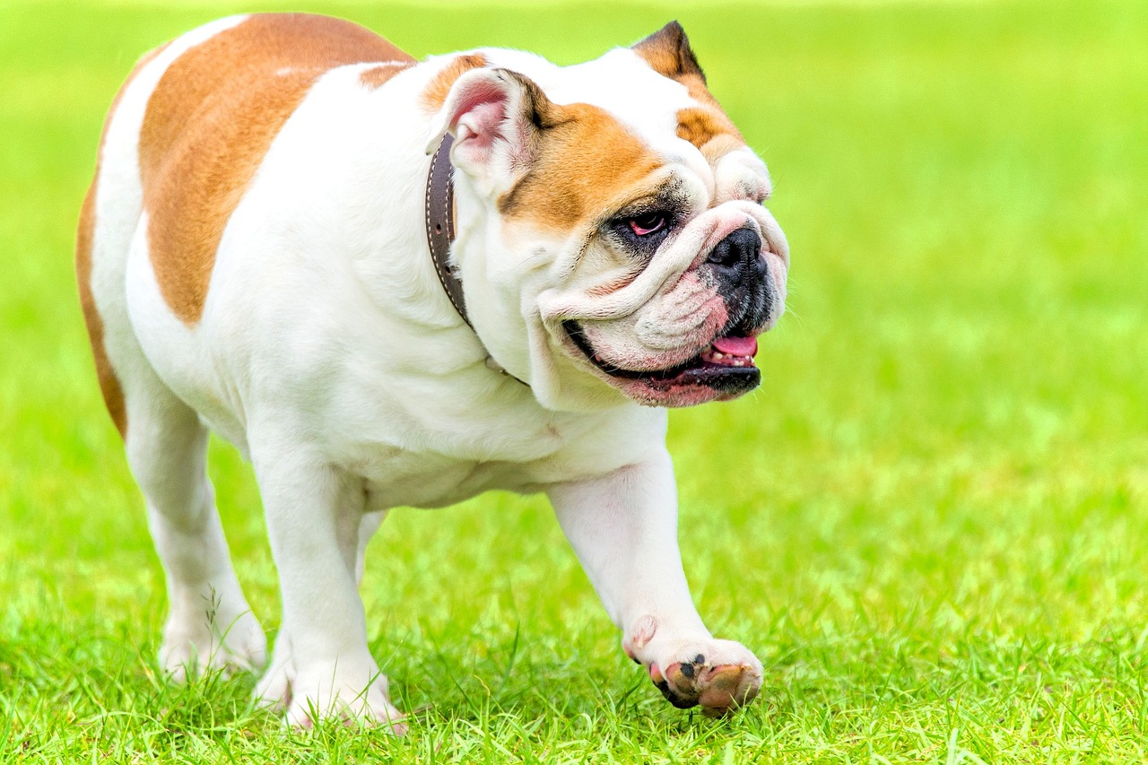 Problèmes de santé chez les chiens ayant le museau plat (brachycéphalie)