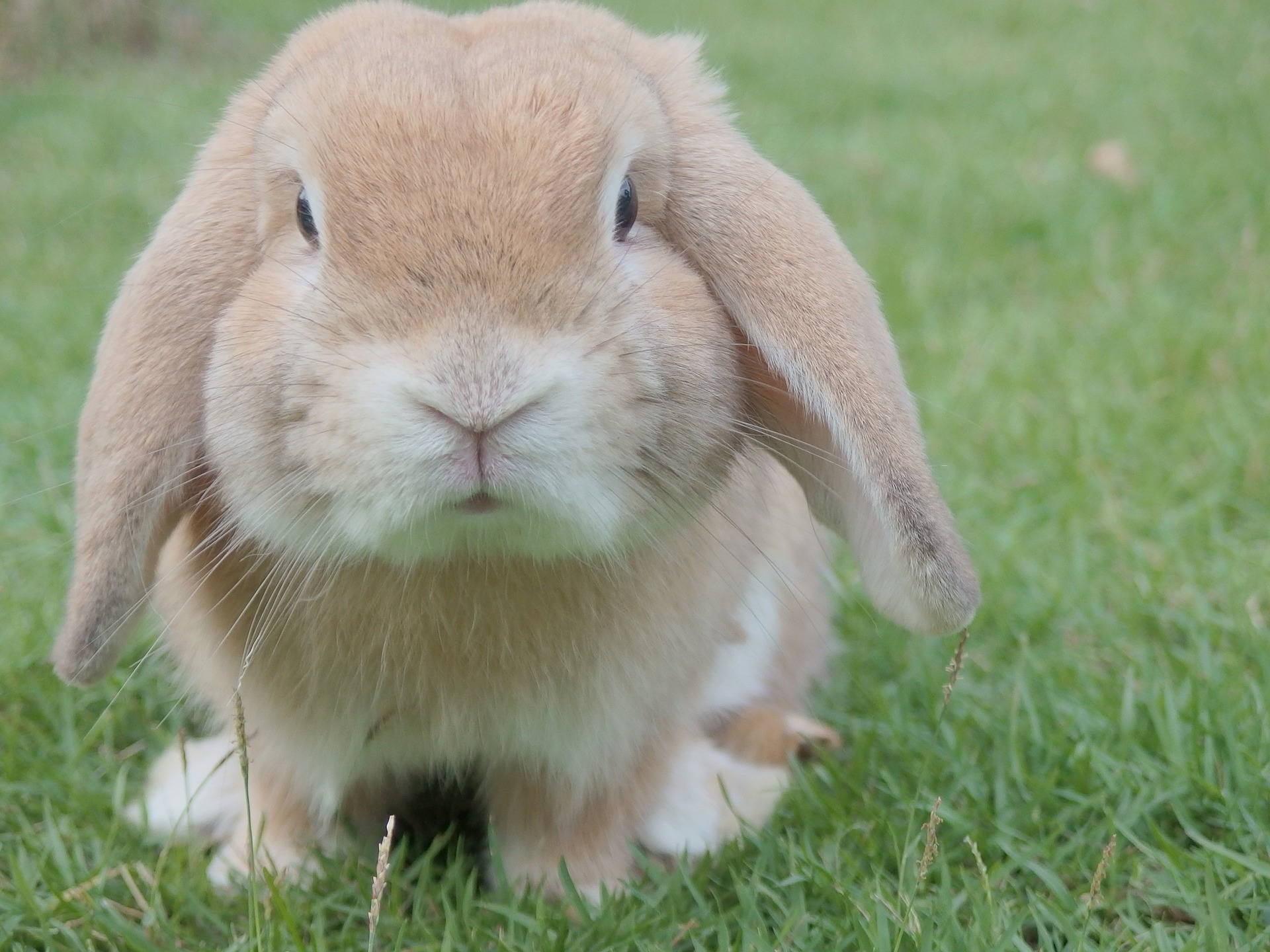 L'adorable lapin plié regarde directement la caméra. Les lapins Mini-Lop aiment beaucoup le contact humain.