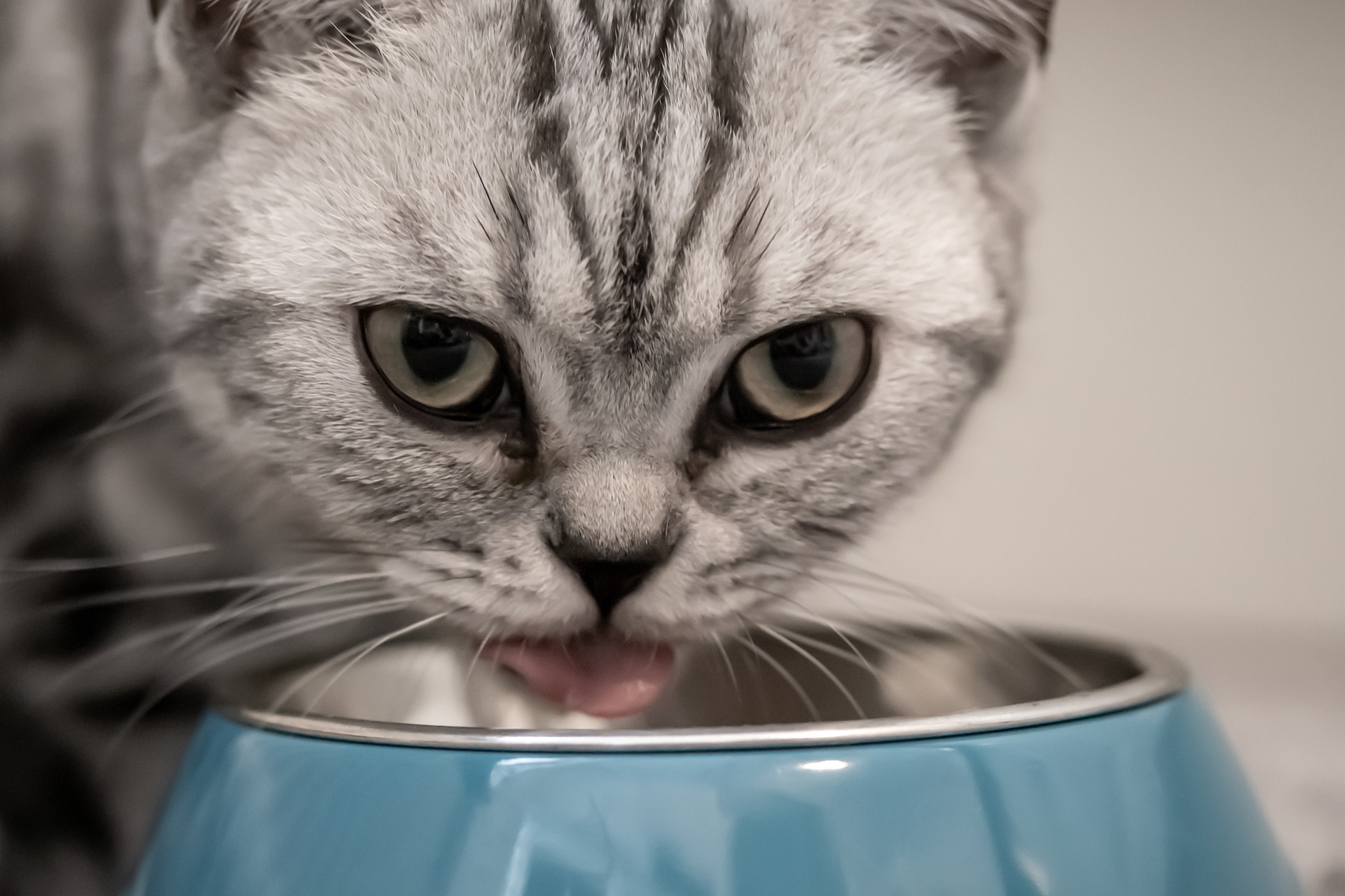 Compléments alimentaires pour chats - quand devriez-vous compléter l’alimentation de votre chat?