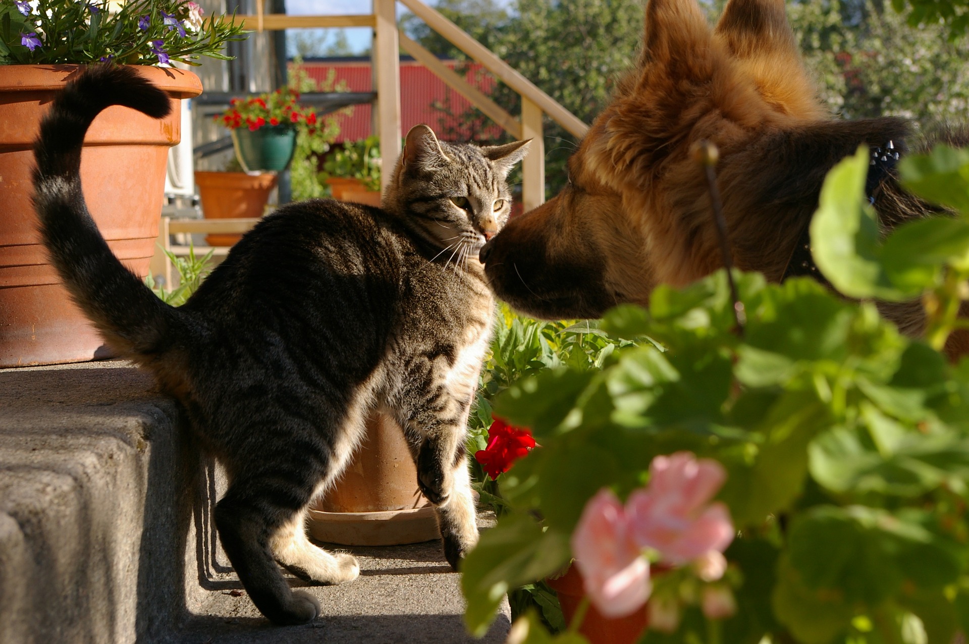Un chat et un chien dans la même maison - comment concilier les deux ?