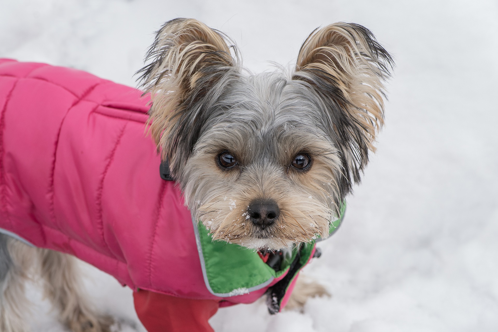 petit chien avec son vêtement d'hiver