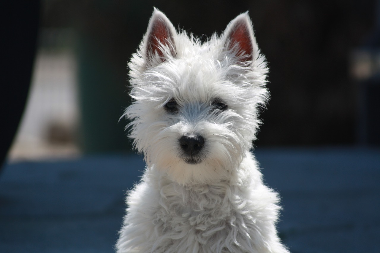 Encyclopédie canine : West Highland White Terrier. Quels sont les Westies les plus populaires ?